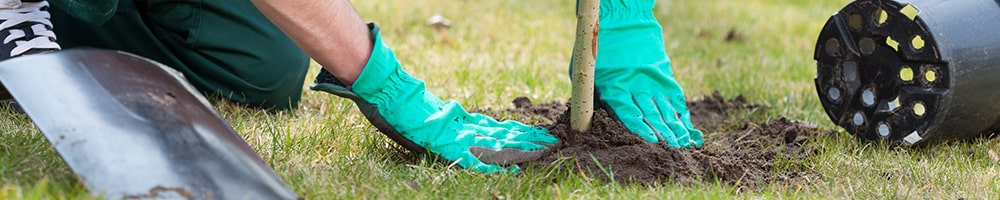Planten